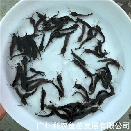 杂交三黄本地塘角鱼苗批发 土鲶鱼苗出售 源头苗场
