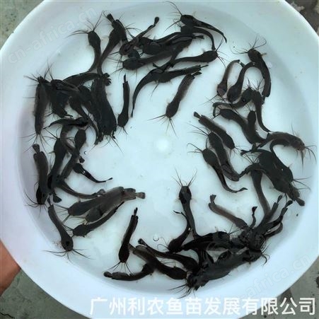 杂交三黄本地塘角鱼苗批发 土鲶鱼苗出售 源头苗场
