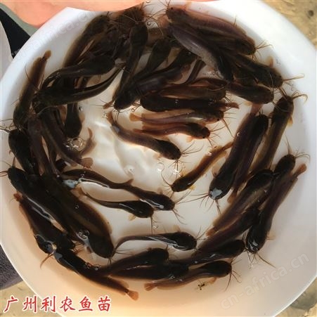 杂交三黄本地塘角鱼苗批发 土鲶鱼苗出售 源头苗场