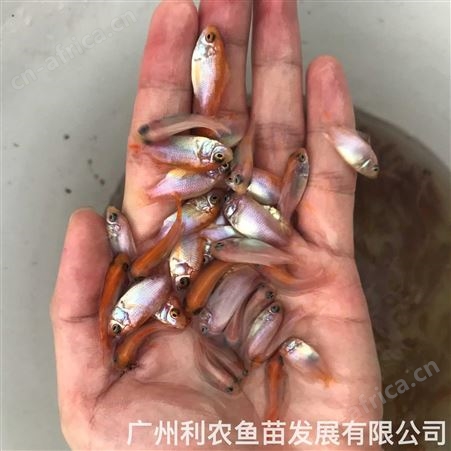 加州鲈鱼水花苗批发 鲈鱼寸苗出售 驯化吃饲料 成活率高