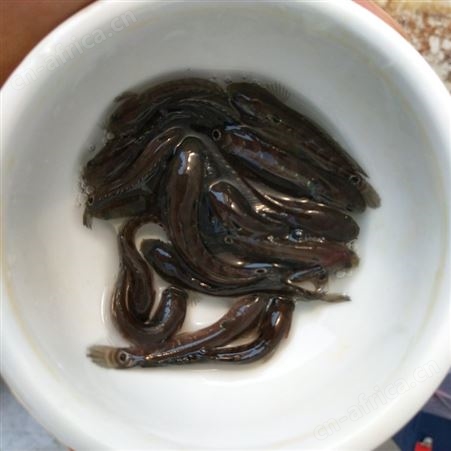 七星鱼鱼苗 批发山花鱼 花星鱼 山斑鱼 点秤鱼  星光鱼星鱼 张公鱼 中公鱼 才鱼8