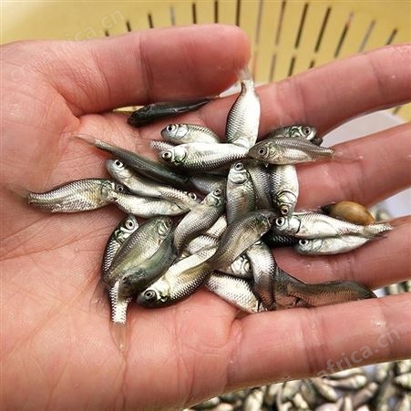 白鲫 鲫鱼苗厂家 鲫鱼苗规格齐全