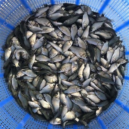鲫鱼苗  广东鲫鱼苗 鲫鱼苗养殖场直供 白鲫鱼苗 淡水鲫鱼苗中科三号鲫鱼苗