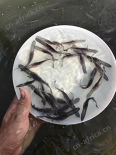鸭嘴鱼苗批发 类型丰富 质量优异 品种优良