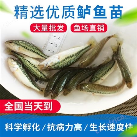 中渔水产 鲈鱼 七星鲈鱼苗 货源充足