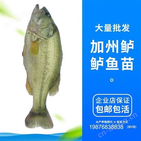 中渔水产 开背海鲈鱼 网红宝石鲈鱼 现货批发