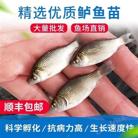 金鲫直供鲫鱼苗 湘云鲫 中科3号鲫鱼苗 彭泽鲫鱼苗白鲫