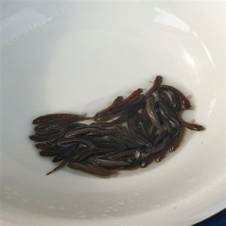 七星鱼 山斑鱼 星光鱼星鱼 中渔水产