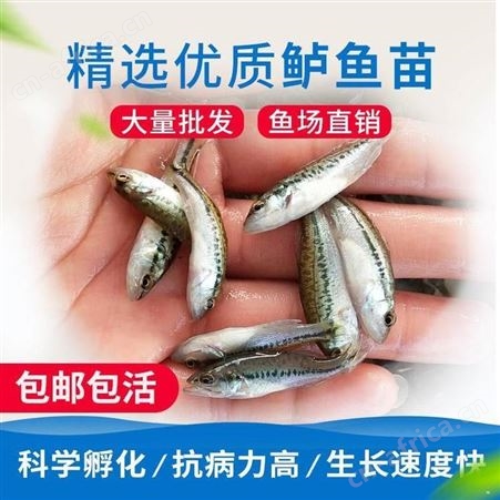 鲈鱼苗 加州鲈鱼苗 鲈鱼苗水花 加州鲈鱼苗养殖 优鲈一号鱼苗