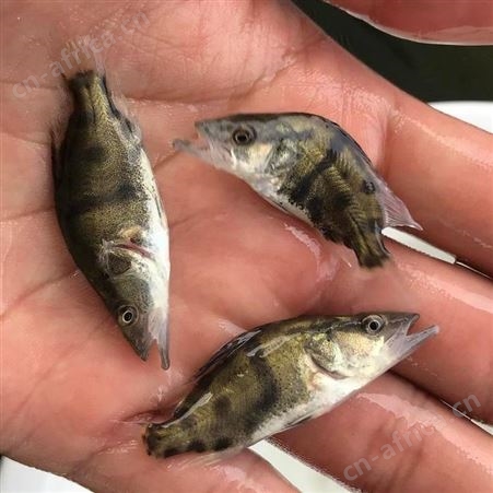 鳜鱼苗翘嘴桂鱼苗 桂花鱼苗价格 桂花鱼苗新报价鳌花