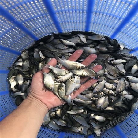 白鲫 鲫鱼苗厂家 鲫鱼苗规格齐全