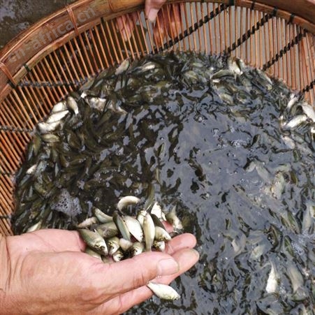 鲫鱼苗批发 黑鲫鱼苗 抗病力强 生长快