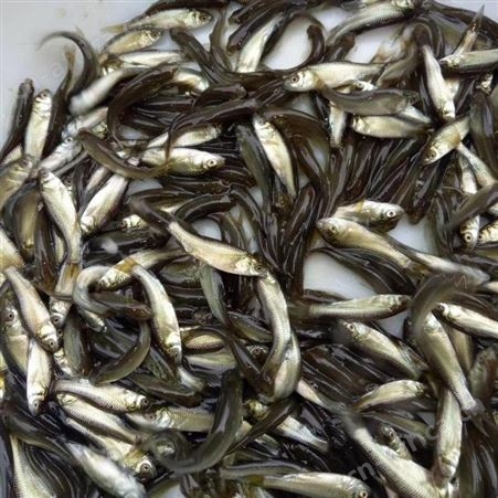 鲫鱼水花 批发鱼苗 鲫鱼苗品种
