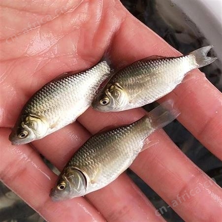鲫鱼苗  广东鲫鱼苗 鲫鱼苗养殖场直供 白鲫鱼苗 淡水鲫鱼苗中科三号鲫鱼苗