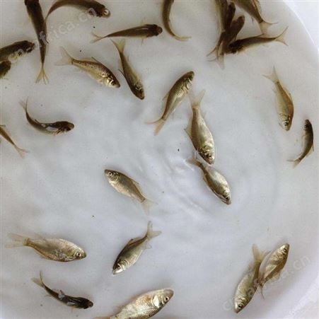 鲫鱼苗批发 黑鲫鱼苗 抗病力强 生长快