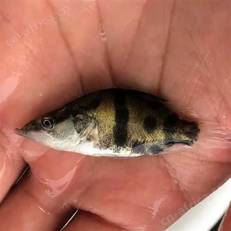 鳌花 出售翘嘴桂花鱼苗 翘嘴鳜鱼苗 翘嘴桂鱼苗 广东正宗翘嘴桂花鱼苗