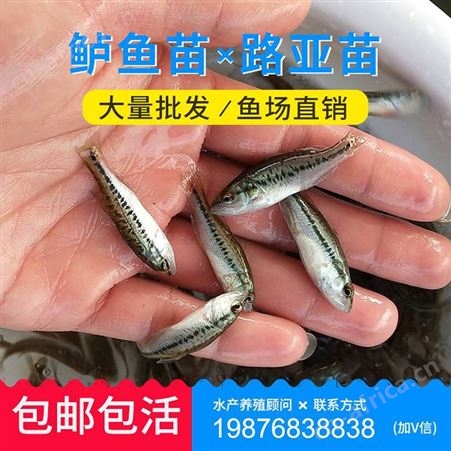 中渔水产 鲈鱼 黑鲈 欢迎咨询