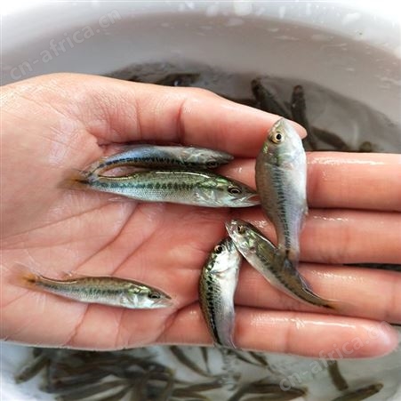 中渔水产 鲈鱼 七星鲈鱼苗 货源充足
