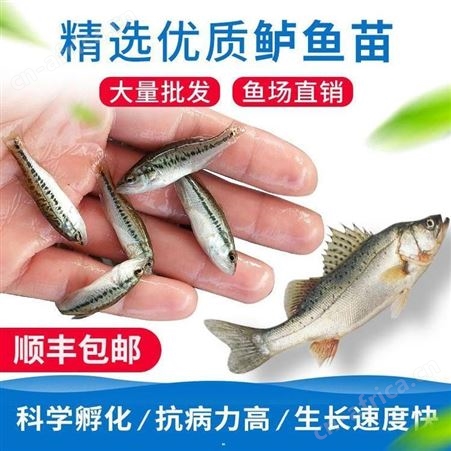 鲈鱼苗 加州鲈鱼苗 鲈鱼苗水花 加州鲈鱼苗养殖 优鲈一号鱼苗