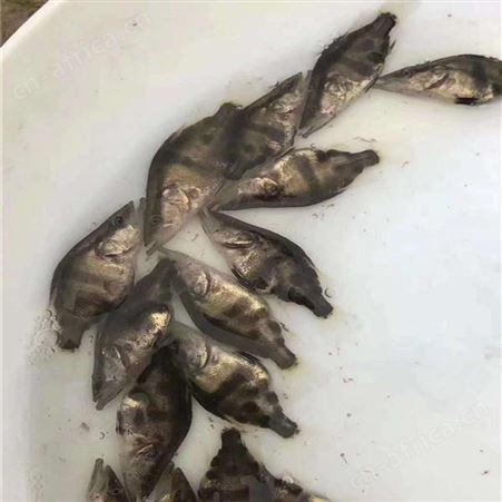 季花鱼苗 翘嘴鳜鱼 供应桂花鱼