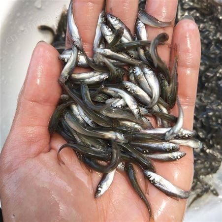 大鳞鲃银鳕鱼苗淡水银鳕鱼苗 大鳞巴银雪鱼苗冷水鱼苗鱼苗