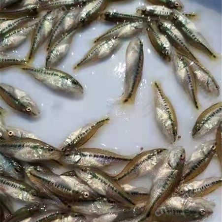 加州鲈鱼苗   价格合理