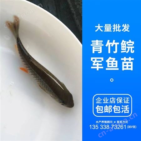 广州鱼苗场青竹皖批发优质光倒剌鲃鱼苗 中华倒刺鲃鱼苗 军鱼苗 青竹鲩鱼苗 鱼苗批发
