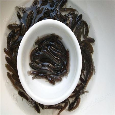 点秤鱼 张公鱼苗 七星鱼鱼苗养殖场 中渔水产