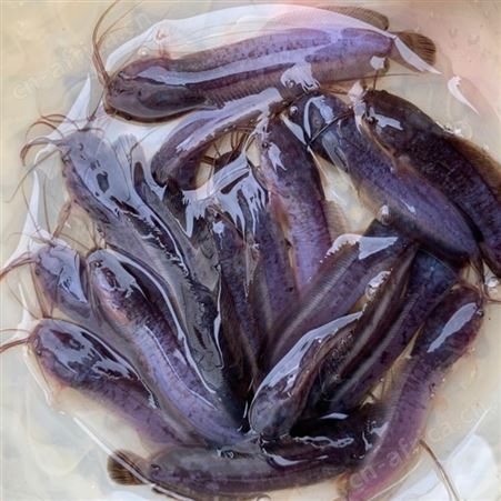 鱼苗批发 专业鱼苗批发厂商 现货充足