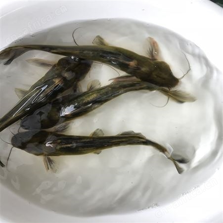 全雄黄骨鱼 淡水红鲳黄骨鱼 养殖基地