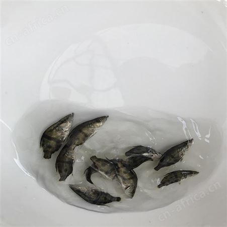 鳜鱼 桂鱼苗 桂花鱼供应