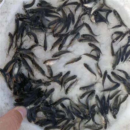 中科三号鲫鱼苗 苗场直销鲫鱼苗 鲫鱼苗批发