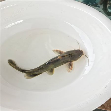 大黄骨鱼苗  单性黄骨鱼 欢迎选购