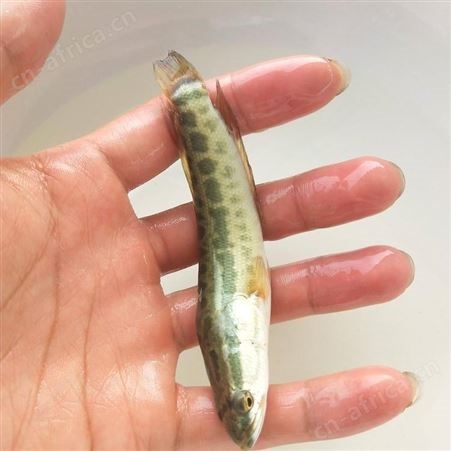 生鱼苗厂家养殖黑鱼苗 生鱼苗 杂交乌鱼苗 淡水养殖鱼苗批发