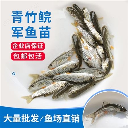 广州鱼苗场青竹皖批发优质光倒剌鲃鱼苗 中华倒刺鲃鱼苗 军鱼苗 青竹鲩鱼苗 鱼苗批发