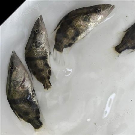 鳜鱼苗翘嘴桂鱼苗 桂花鱼苗价格 桂花鱼苗新报价鳌花