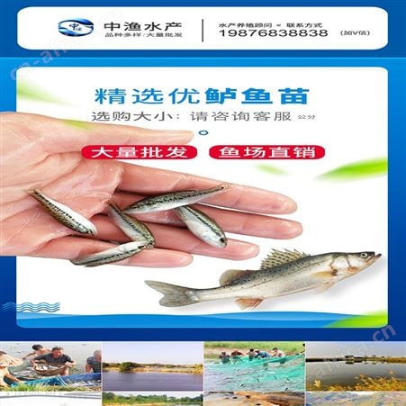 中渔水产 宝石鲈鱼 3-4厘米鲈鱼 生产厂家