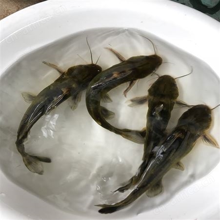 养殖场的黄骨鱼 淡水红鲳黄骨鱼 厂家批发
