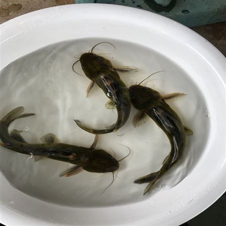 大黄骨鱼苗  单性黄骨鱼 欢迎选购
