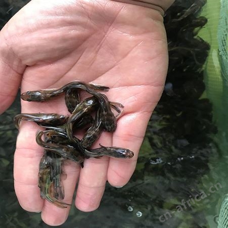 单性黄骨鱼 鱼苗批发 供应黄骨鱼