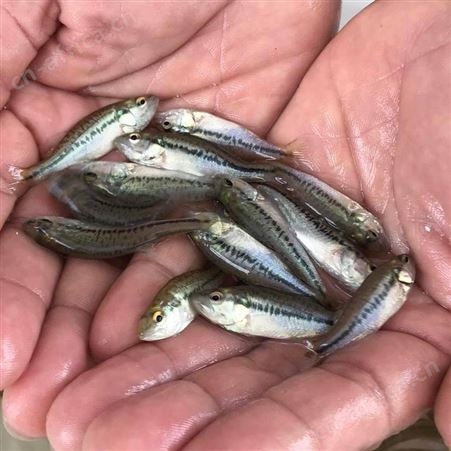 鲈鱼苗 加州鲈鱼苗 鲈鱼苗水花 加州鲈鱼苗养殖 优鲈一号鱼苗