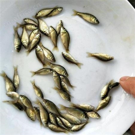 鲫鱼水花 批发鱼苗 鲫鱼苗品种