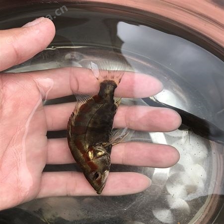 季花鱼 翘嘴鱼 供应桂花鱼
