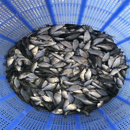 鲫鱼苗 彩虹鲫鱼苗 鲫鱼苗价格