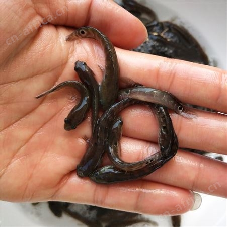 七星鱼鱼苗 批发山花鱼 花星鱼 山斑鱼 点秤鱼  星光鱼星鱼 张公鱼 中公鱼 才鱼8