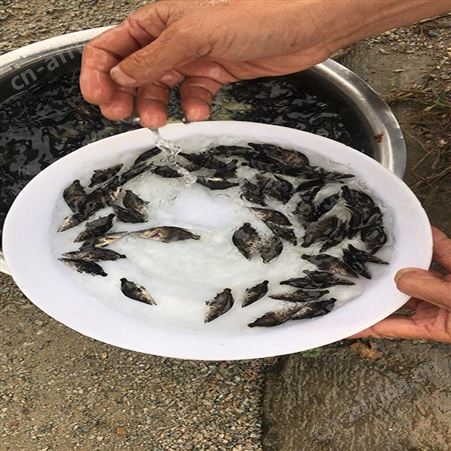 鯚鱼 翘嘴鳜鱼 鳜鱼苗繁殖场