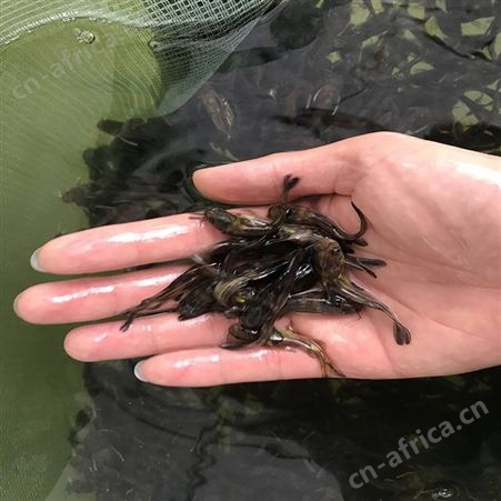 单性黄骨鱼 鱼苗批发 直供黄骨鱼批发