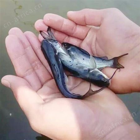 斑点尾叉鱼苗_专注鱼苗培育