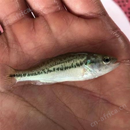 黑鲈鱼苗 淡水加州鲈鱼苗 广东鲈鱼苗批发 优鲈3号苗供应 鲈鱼鱼苗