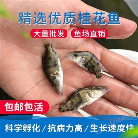 鳜鱼苗翘嘴桂鱼苗 桂花鱼苗价格 桂花鱼苗新报价鳌花
